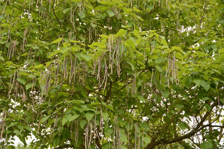 Catalpa seed pods.