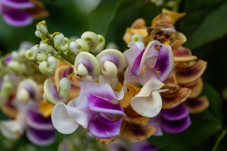 Corkscrew vine flowers, Cochliasanthus caracalla