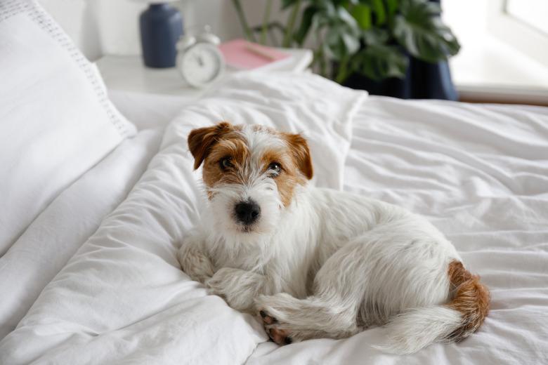 Cute furry jack russell terrier pup