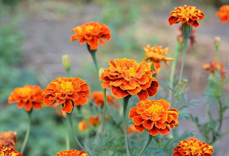 Closeup of blooming tagetes, orange marigold flowers with highlights of red and yellow growing in the flowerbed in summer.