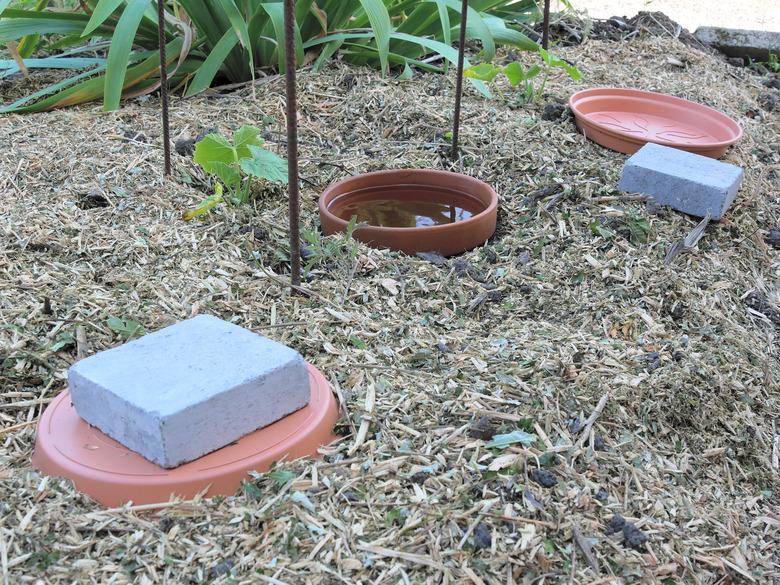 DIY continuous jar watering system, called oyas or ollas, around young vegetable plants, on mulched soil.