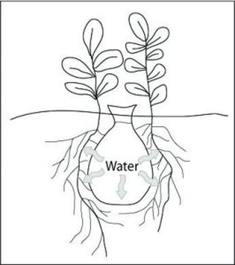 olla watering pot in ground with plants