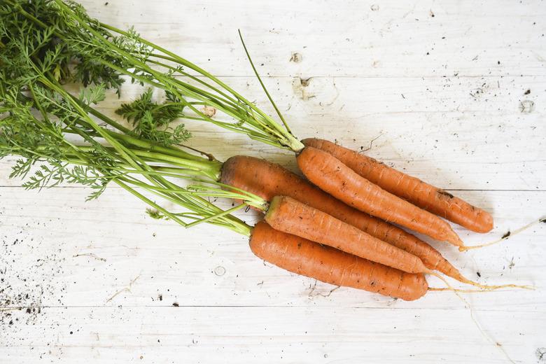 organic carrots harvested from the vegetable garden on white painted wood with copy space