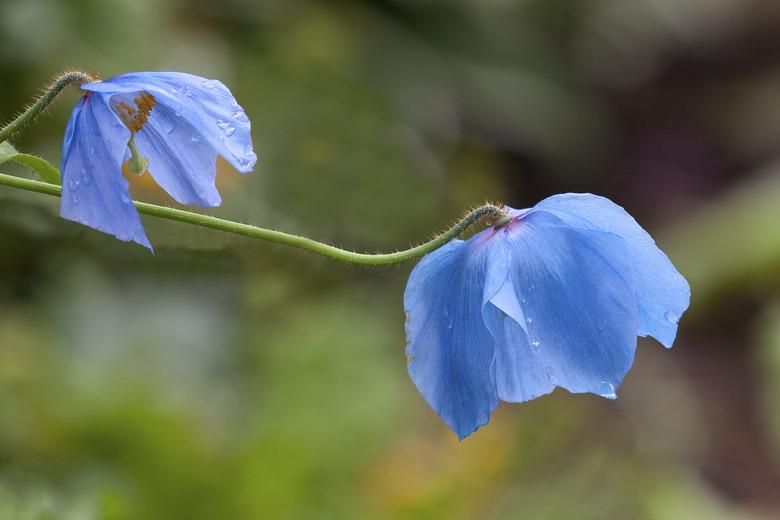 Himalayan Blue Poppy