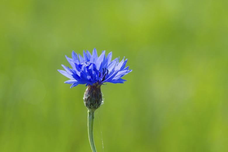 Blue Cornflower