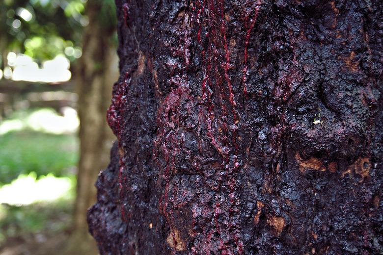 Bleeding Tree