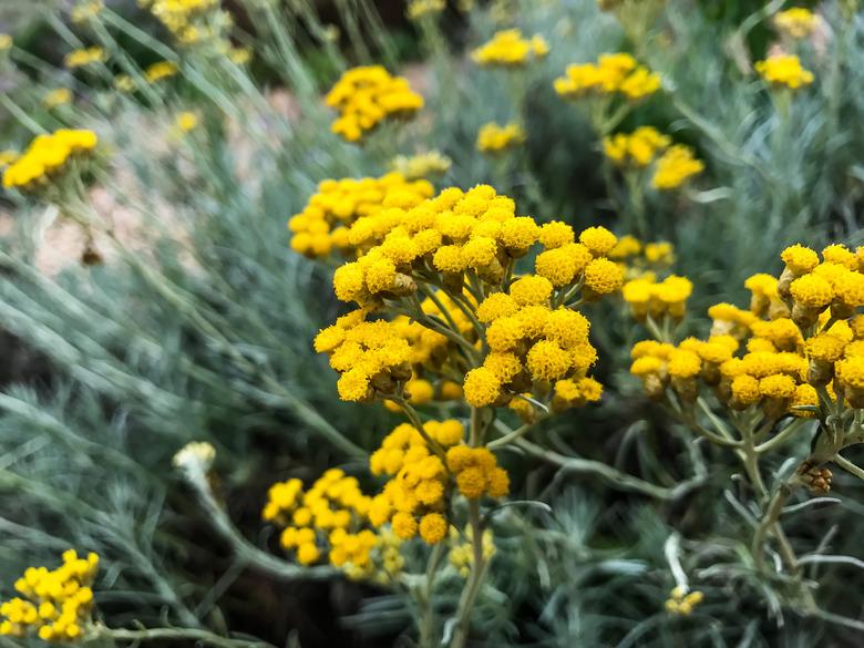 Close-Up Of Yellow Flowering Plant On Field