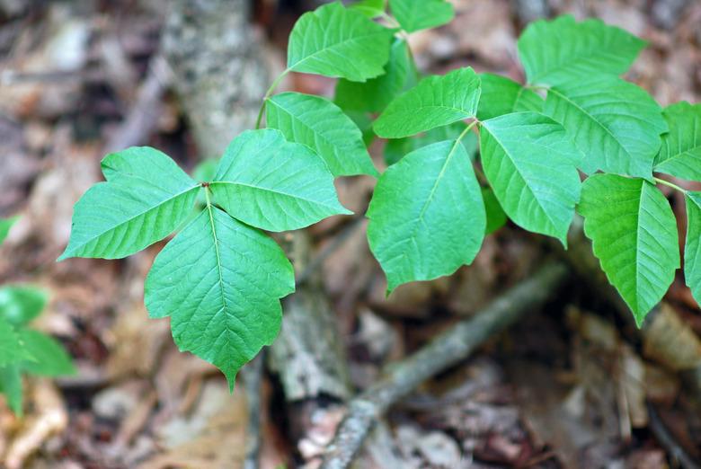 Poison Ivy