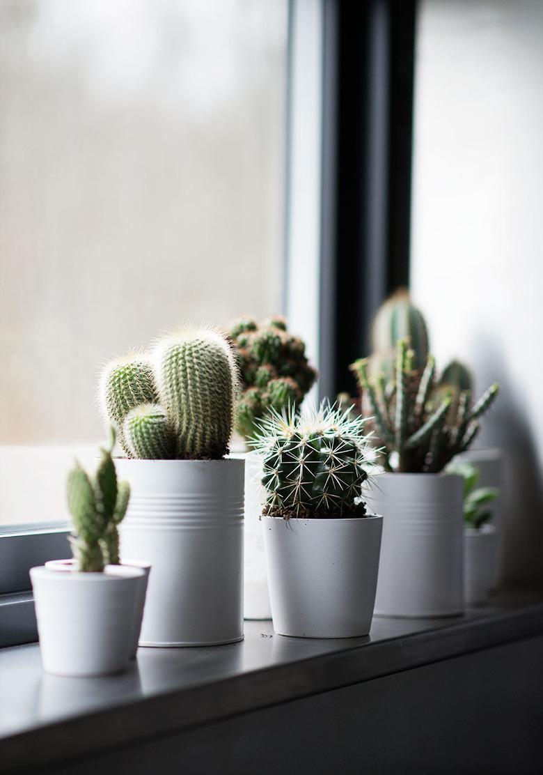 modern style home windowsill white potted succulents