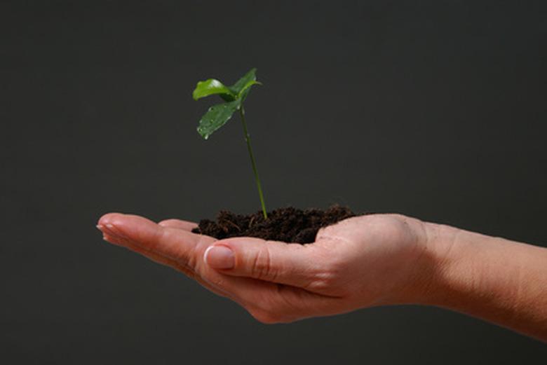 Seedling in hand.