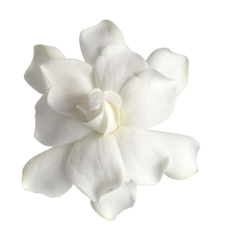 White gardenia