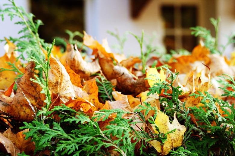 Autumn bushes