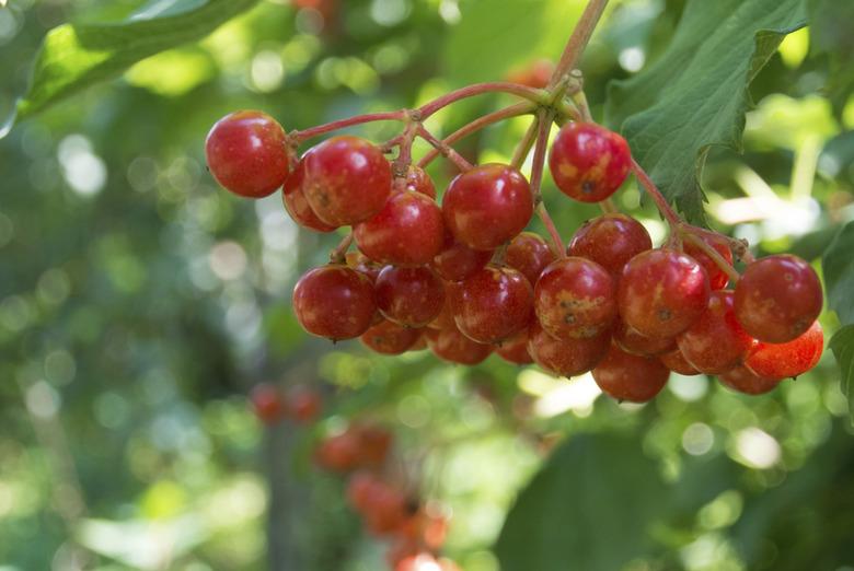 viburnum