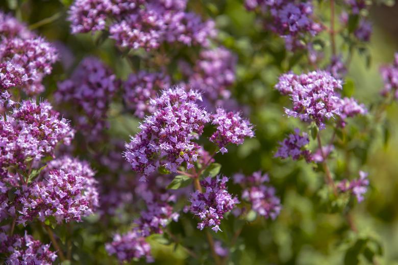 Oregano (Origanum vulgare) in garden.