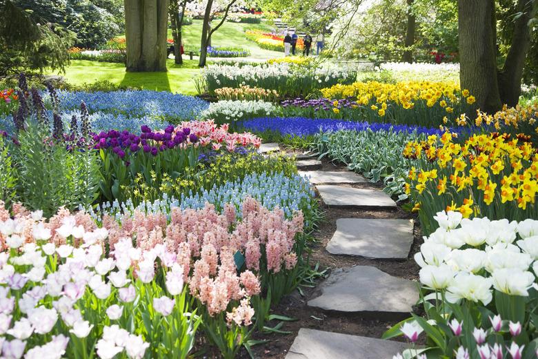 Garden flowers along path