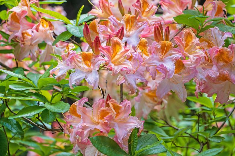 Rhododendron in bloom