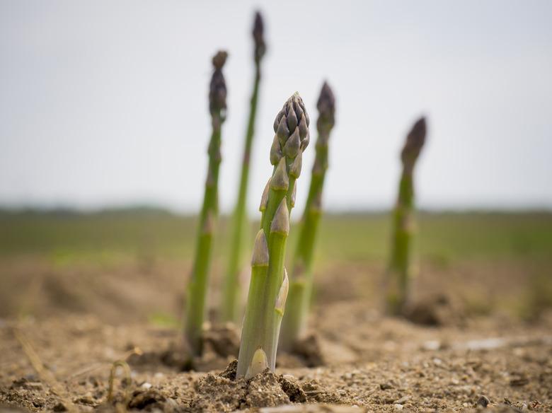 Freshly grown asparagus