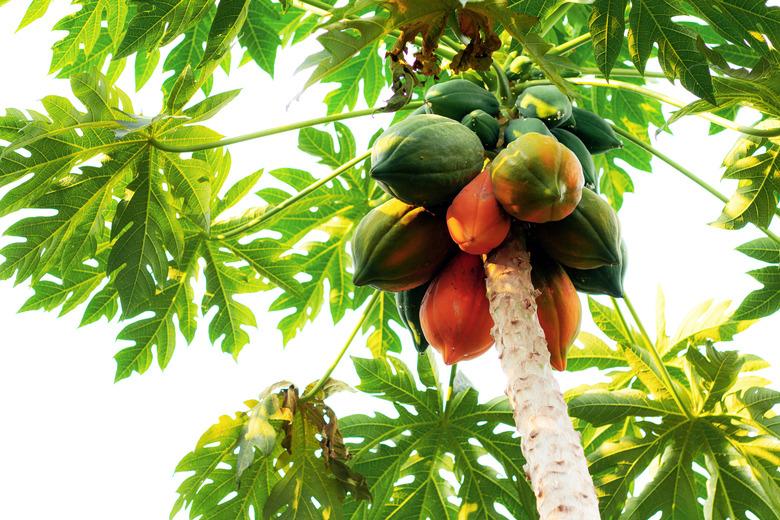 Papaya is ripe on tree.