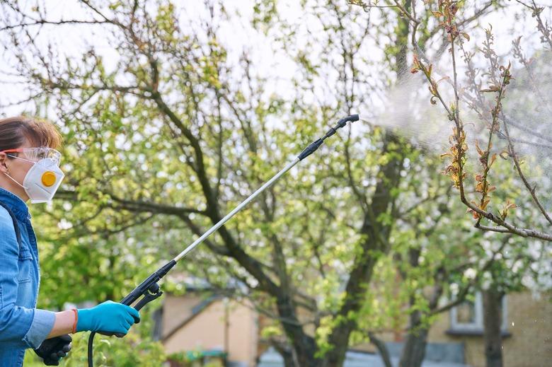 Woman with backpack garden sprayer under pressure spraying peach tree. for pests and diseases.