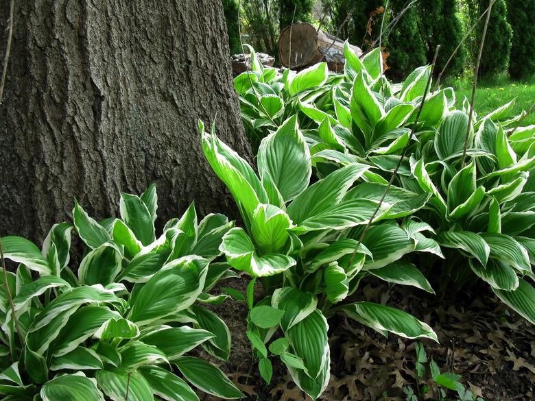 Hostas growing around a tree