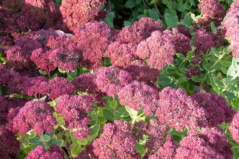 Sedum Autumn Joy Flowers