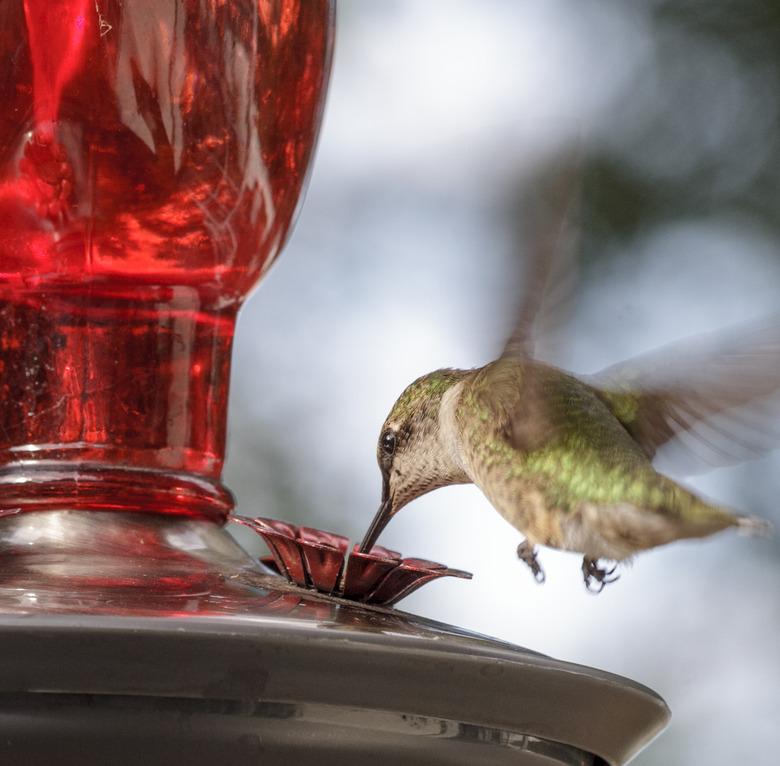 Humming bird at feeder