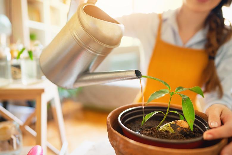 Closeup of a woman watering a mango seedling.