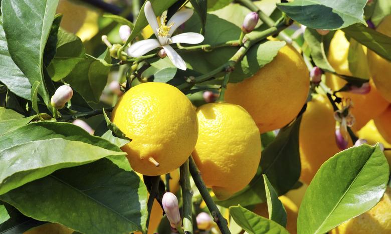 Ripe lemons on green leaves