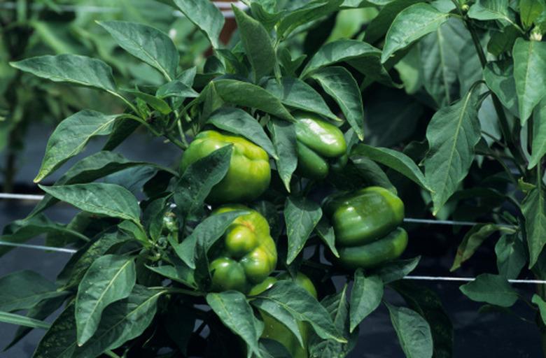 pepper plant