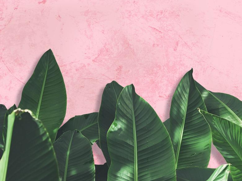 Close up green banana leaves over pink painted grunge concrete wall.