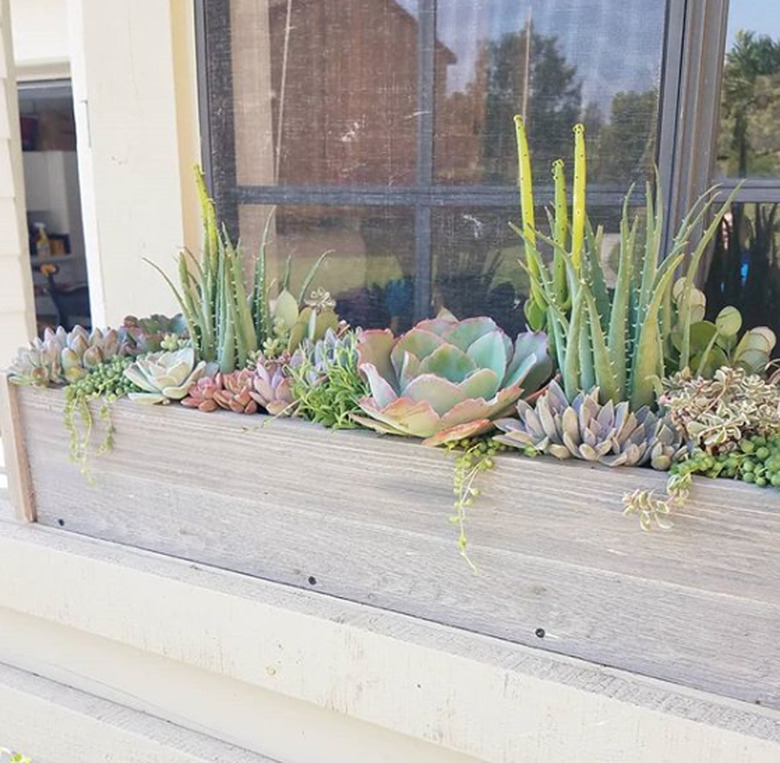 succulent filled window flower box