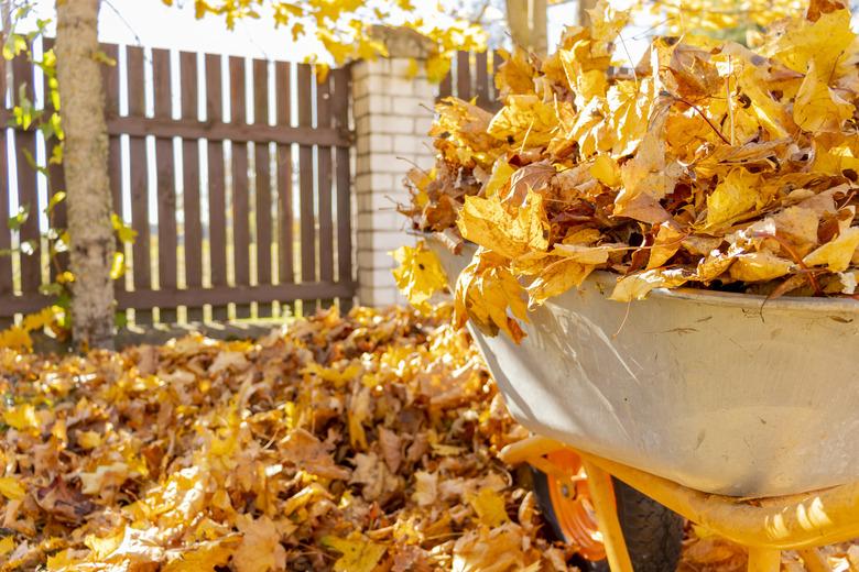 Removal of autumn leaves in the backyard. wheelbarrow and rake among autumn leaves