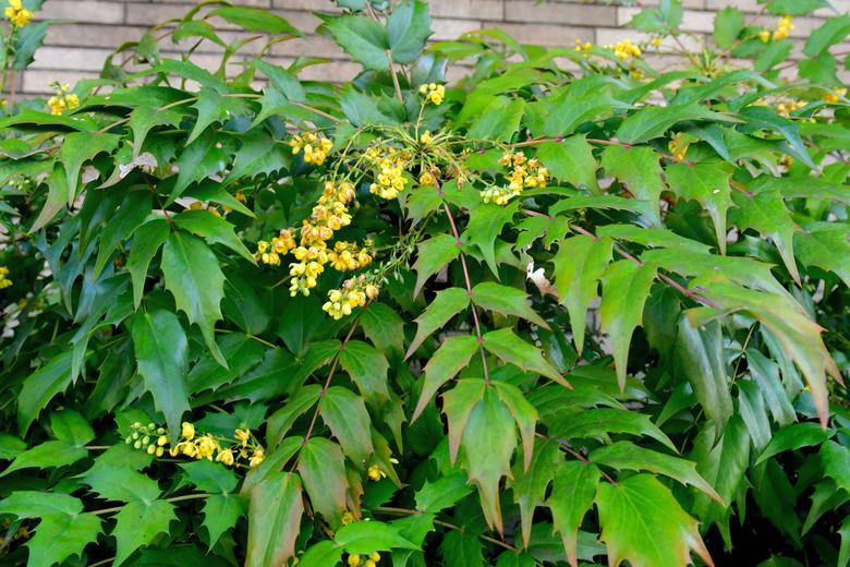 Mahonia japonica / Berberis japonica: Flower and Berry