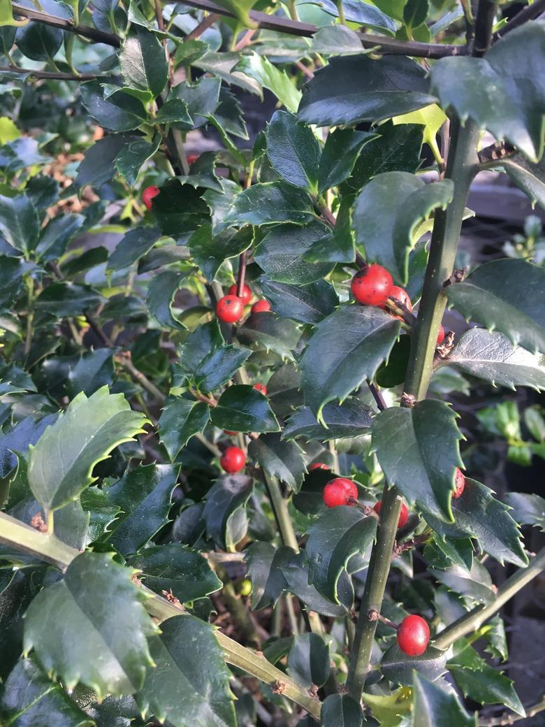 Full frame of a Blue Princess Holly Plant (ilex x meserveae)