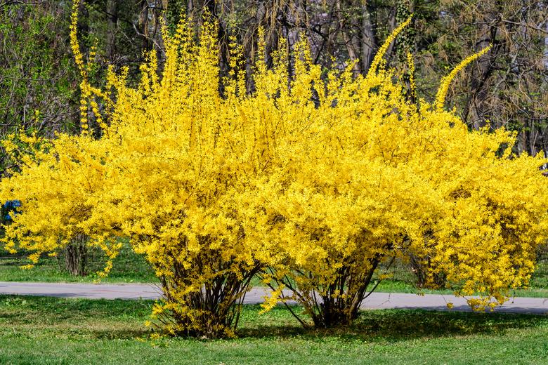 Large bush of yellow flowers of Forsythia plant also known as Easter tree, in a garden in a sunny spring day, floral background