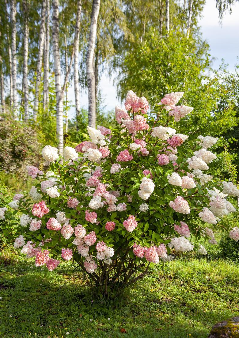 Hydrangea paniculata blooming in a suburban garden area