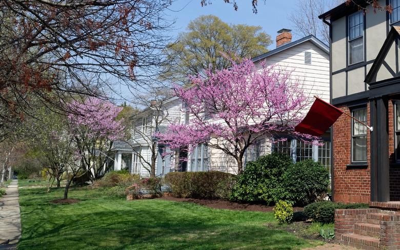 Residential City Street Early Spring