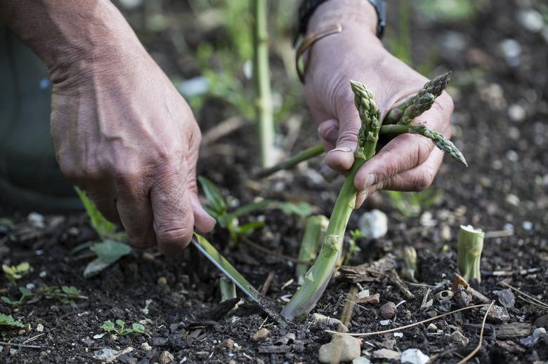 Close up of person picking green asparagus in garden.