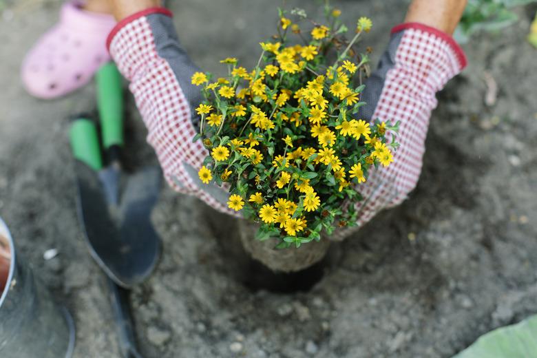 Woman Planting In Garden