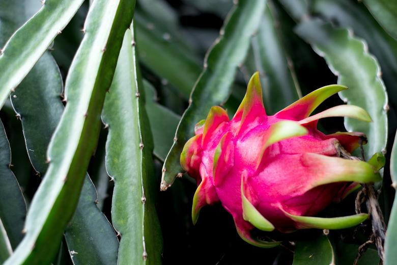 Dragon fruit on plant.