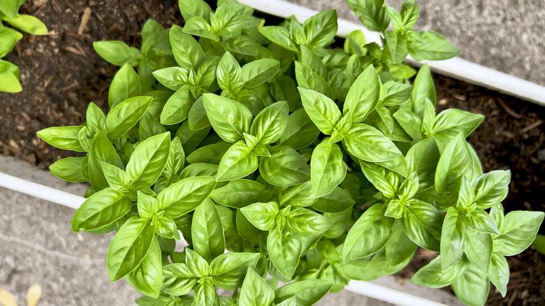 Basil plant in garden