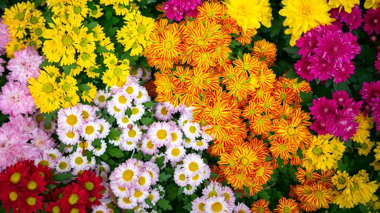 Multiple colored chrysanthemum flowers