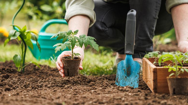 Gardener planting tomato plant