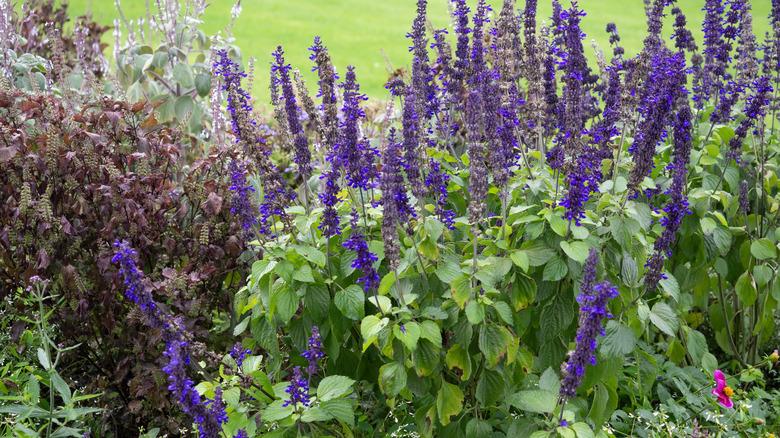 Lavender plants in garden