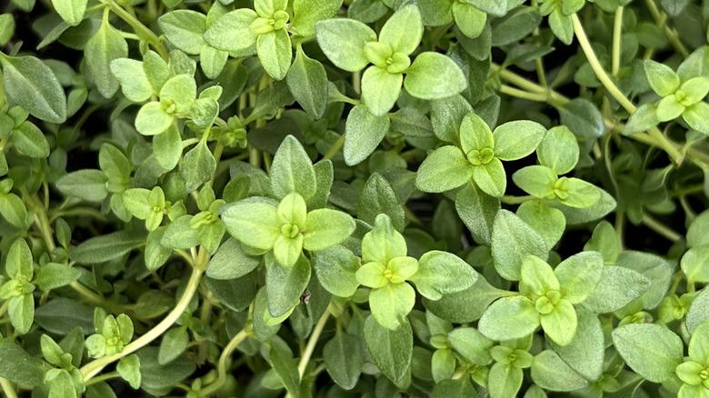 Lemon thyme leaves