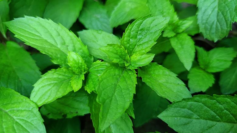 Close-up of mint leaves