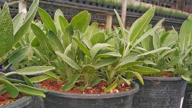 Potted sage plants