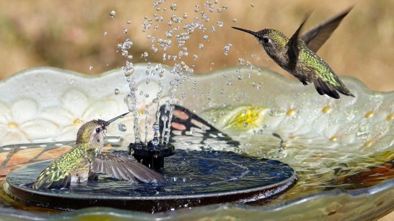 Hummingbirds in bath