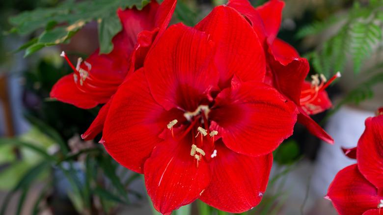 Closeup of red amaryllis (hippeastrum) bloom