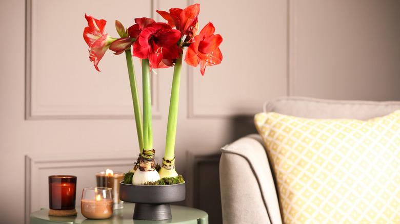 Amaryllis flowers in vase on table near sofa